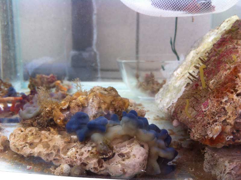 Oscarella-lobularis-aquarium