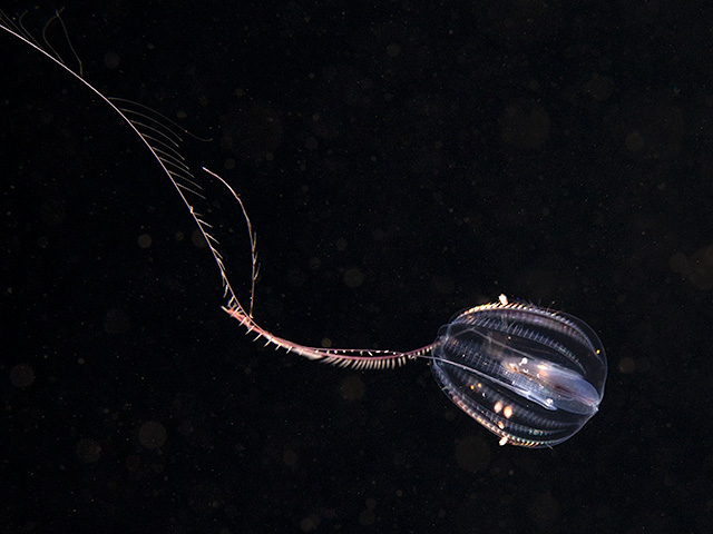 Sea Gooseberry - Pleurobrachia pileus